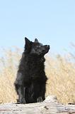 SCHIPPERKE 113